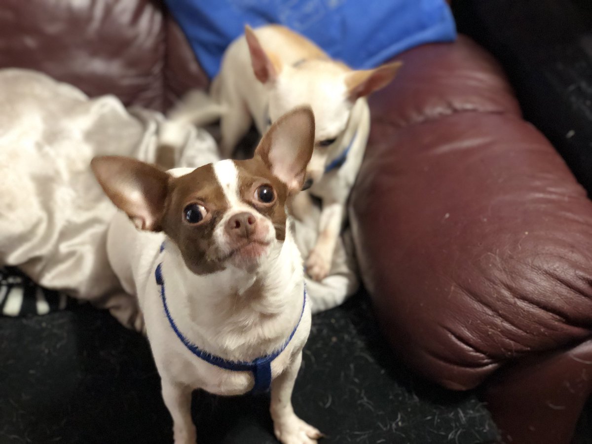 ajennjenn's tweet image. My Life. My World. My Boys #CheechStrong #PoppyTalk