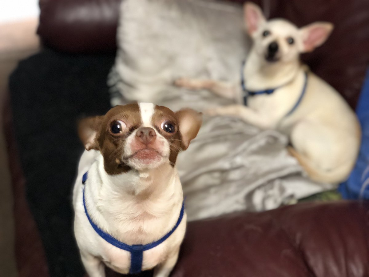 ajennjenn's tweet image. My Life. My World. My Boys #CheechStrong #PoppyTalk