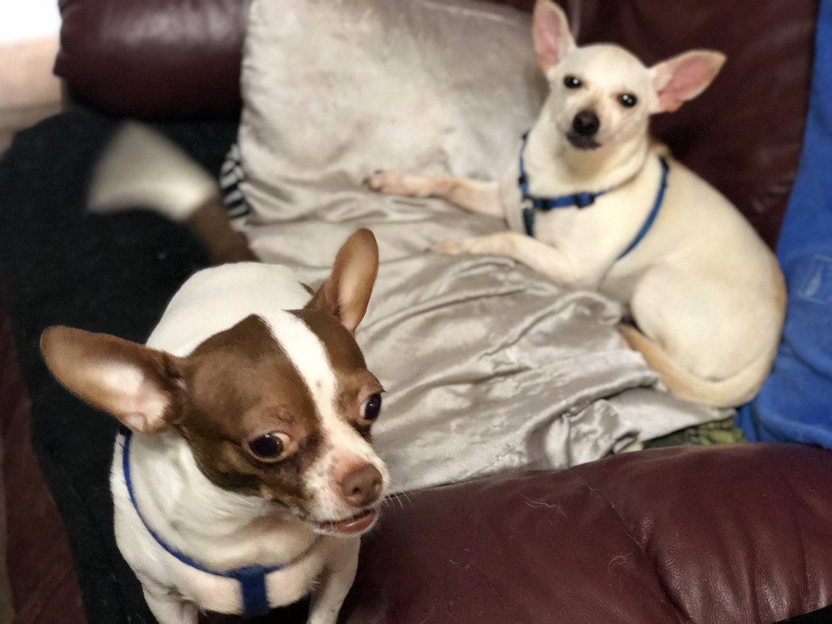 ajennjenn's tweet image. My Life. My World. My Boys #CheechStrong #PoppyTalk