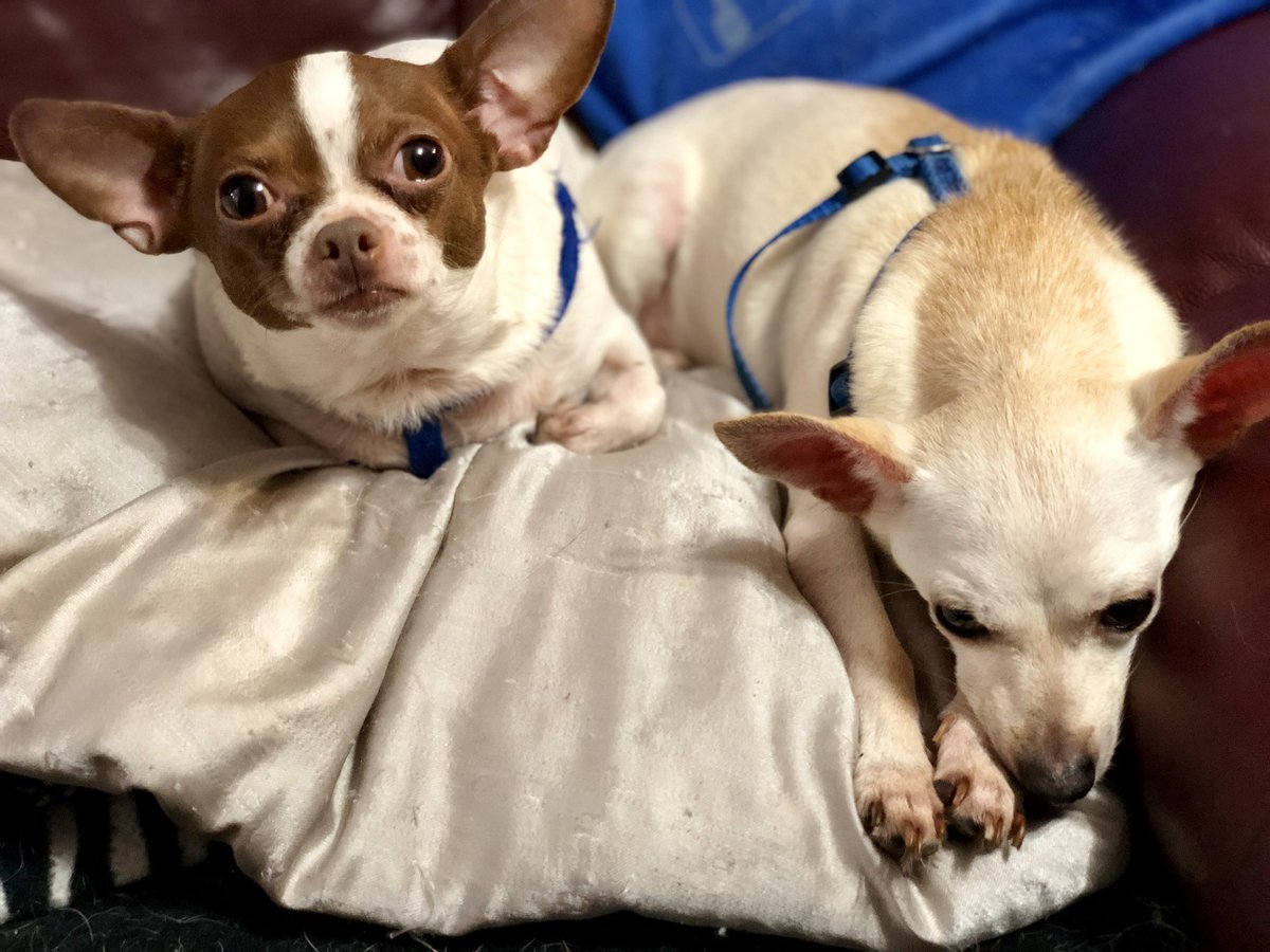 ajennjenn's tweet image. My Life. My World. My Boys #CheechStrong #PoppyTalk