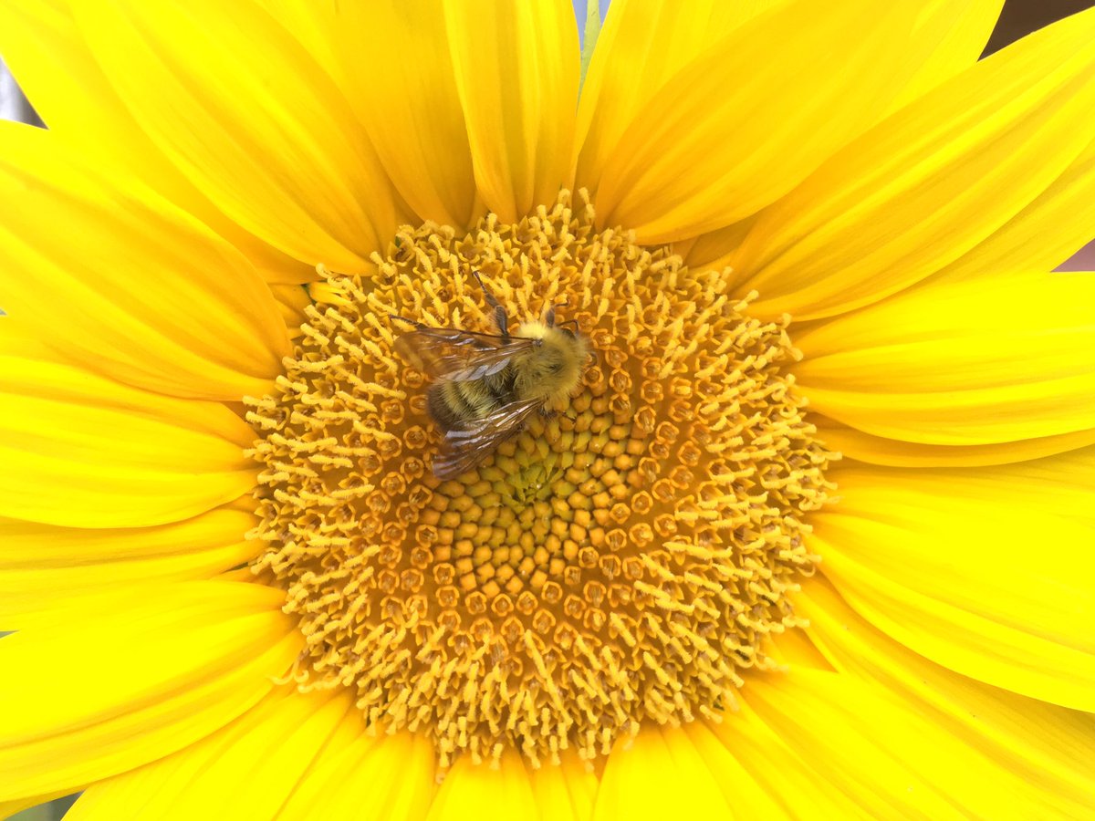 DevilsKnow's tweet photo. #WeLoveOurBees https://t.co/2KghqChm8l