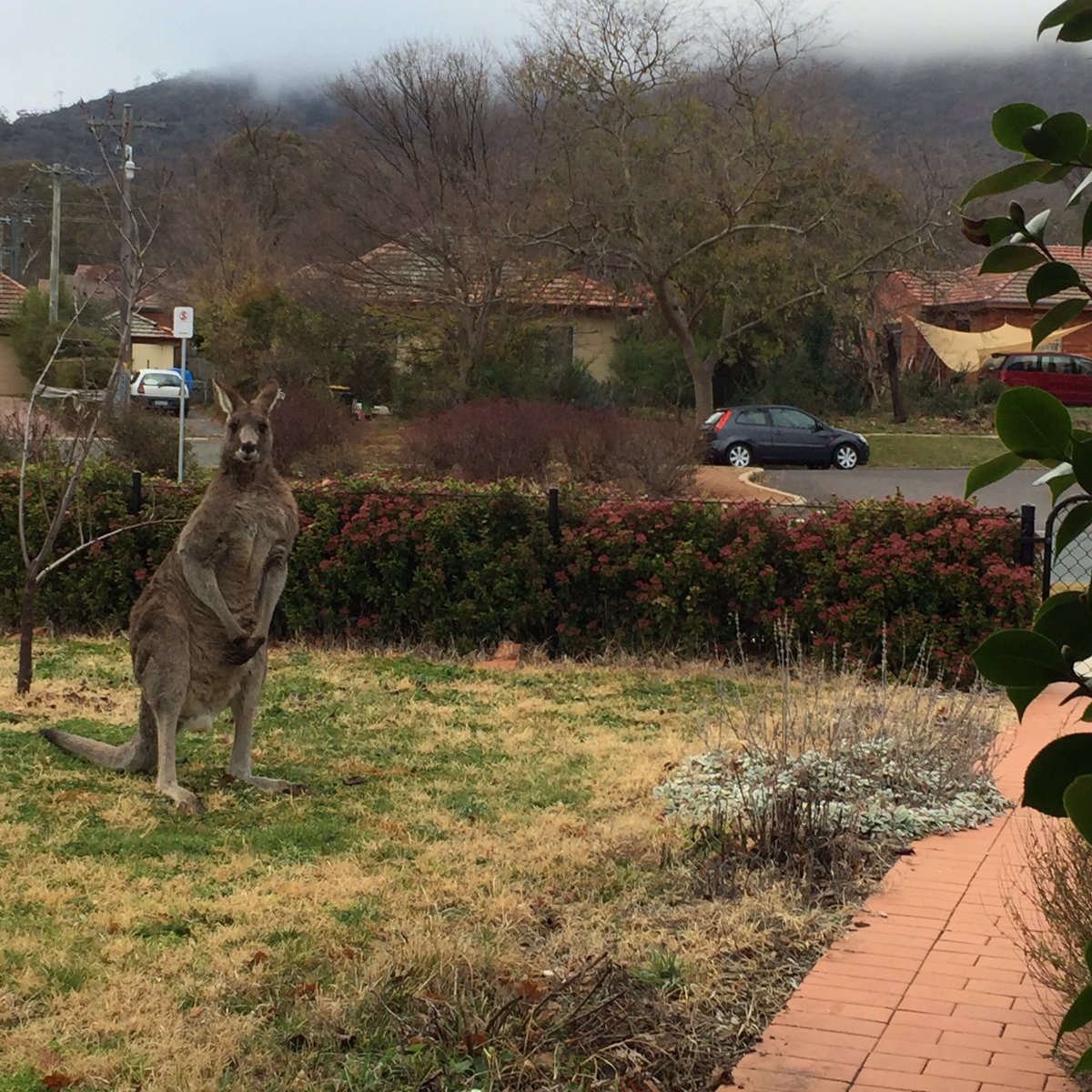 A bit excited when I opened my front door to meet this fellow eye-to-eye today - #absoluteunit @Canberra