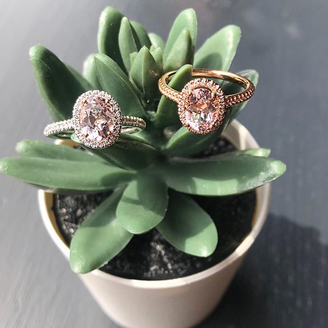 VoltaireDiamond's tweet photo. Two new morganite beauties in stock just waiting to be snatched up 🌸 .
.
.
.
.
.
#voltairediamonds #voltaire #diamonds #morganiteengagementring #morganite #engaged #engagementring #eternityring #morganitering #rosegoldengagementring #dublin #isaidye… https://t.co/N4GA8NnK1H https://t.co/qHNpUs4VMO