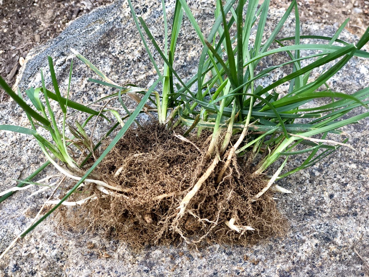 ZachKuenzi's tweet photo. Doing a little edging on my #TurfSaverRTF lawn and you got to love all the #Rhizome action!  #TallFescue  Looking forward to talking about some @RTF_Sod next week @TPITurfTalk #TPISummer19 @BarenbrugUSA #OftenImitated #NeverDuplicated https://t.co/xyeDEHeX8Z