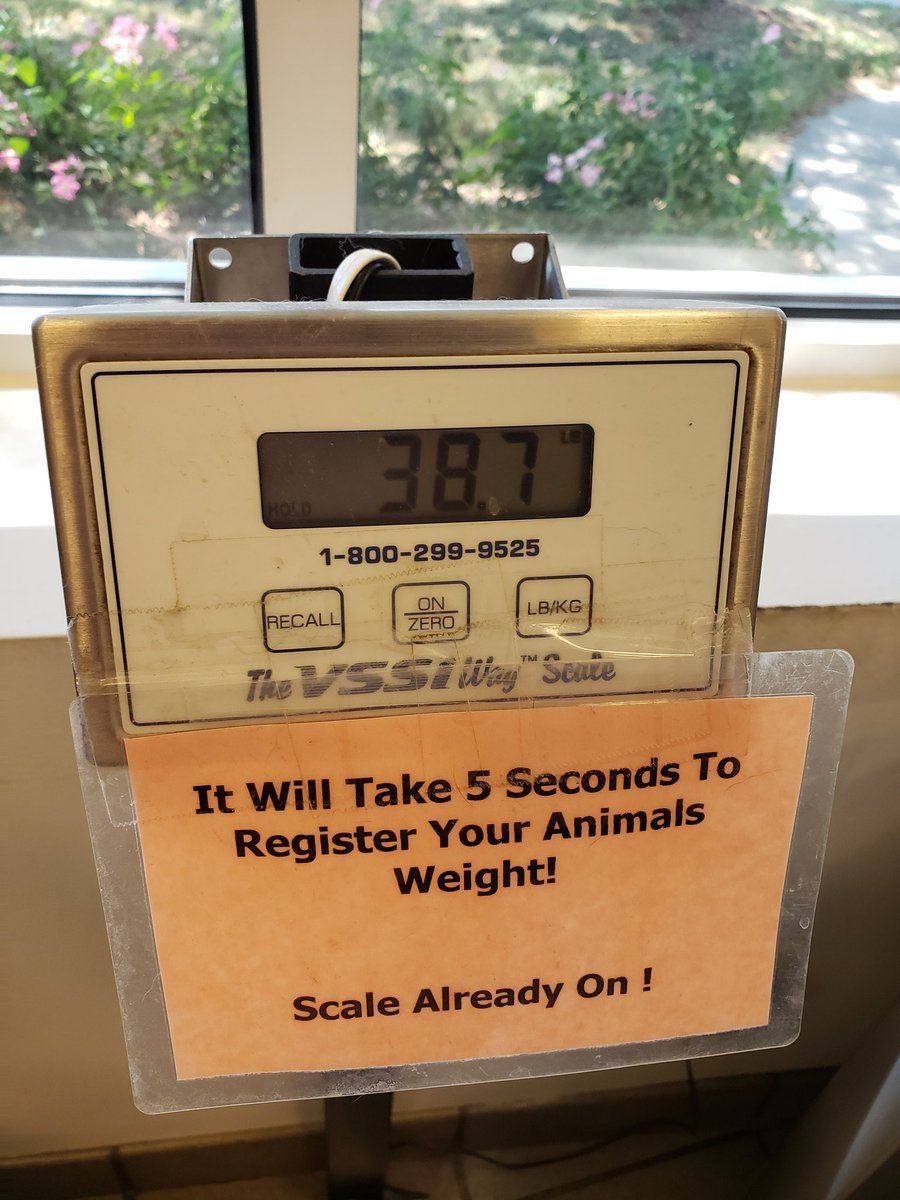 DogoVoodoo's tweet photo. At 4 Months old (tomorrow) I am up to 3️⃣8️⃣▪️7️⃣lbs. I'm up almost another 3️⃣lbs in a week. 🇦🇷🐕🇺🇸🐾🖤

#dogoargentino #dog #puppy #ArgentinoDogo #Omaha #dogs #Dogopower #dogomoments #dogoargentinolove #Dogoargenitoworld #nebraska #dogoargentinopuppy #dogolife #dogoftheday https://t.co/iAnXhq3c5b