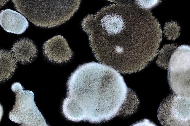 ValorMold's tweet photo. Top 4 Questions Asked About #mold This article explains what causes mold growth, what the most common types and varieties of mold are, how mold professionals find and detect mold, and why you should be concerned about the health implications https://t.co/uM67VzjS70 PLEASE RETWEET https://t.co/99v2V5jbJd