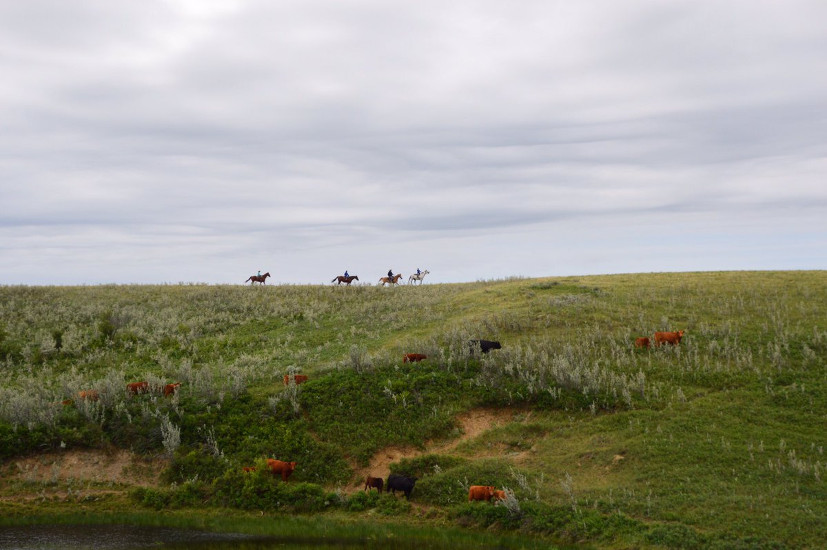 Sound science backs the fact that Canadian cattle have positive impacts on the environment and upcycle valuable #grassland #habitat into beef, the ultimate plant-based protein. Learn more:beefresearch.ca/blog/isnt-beef…