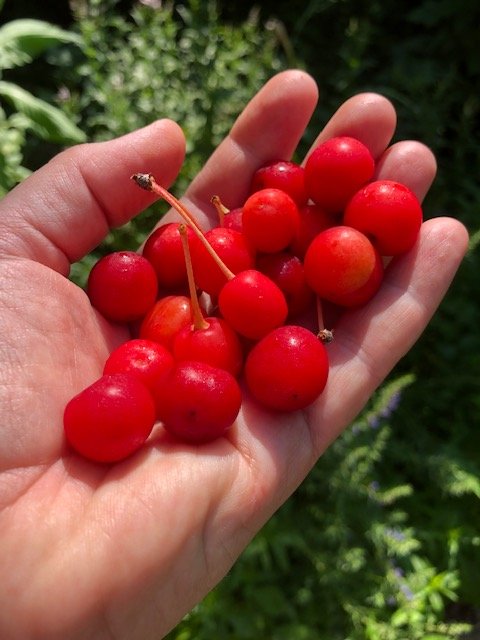 To jam or not to jam, that is the question...