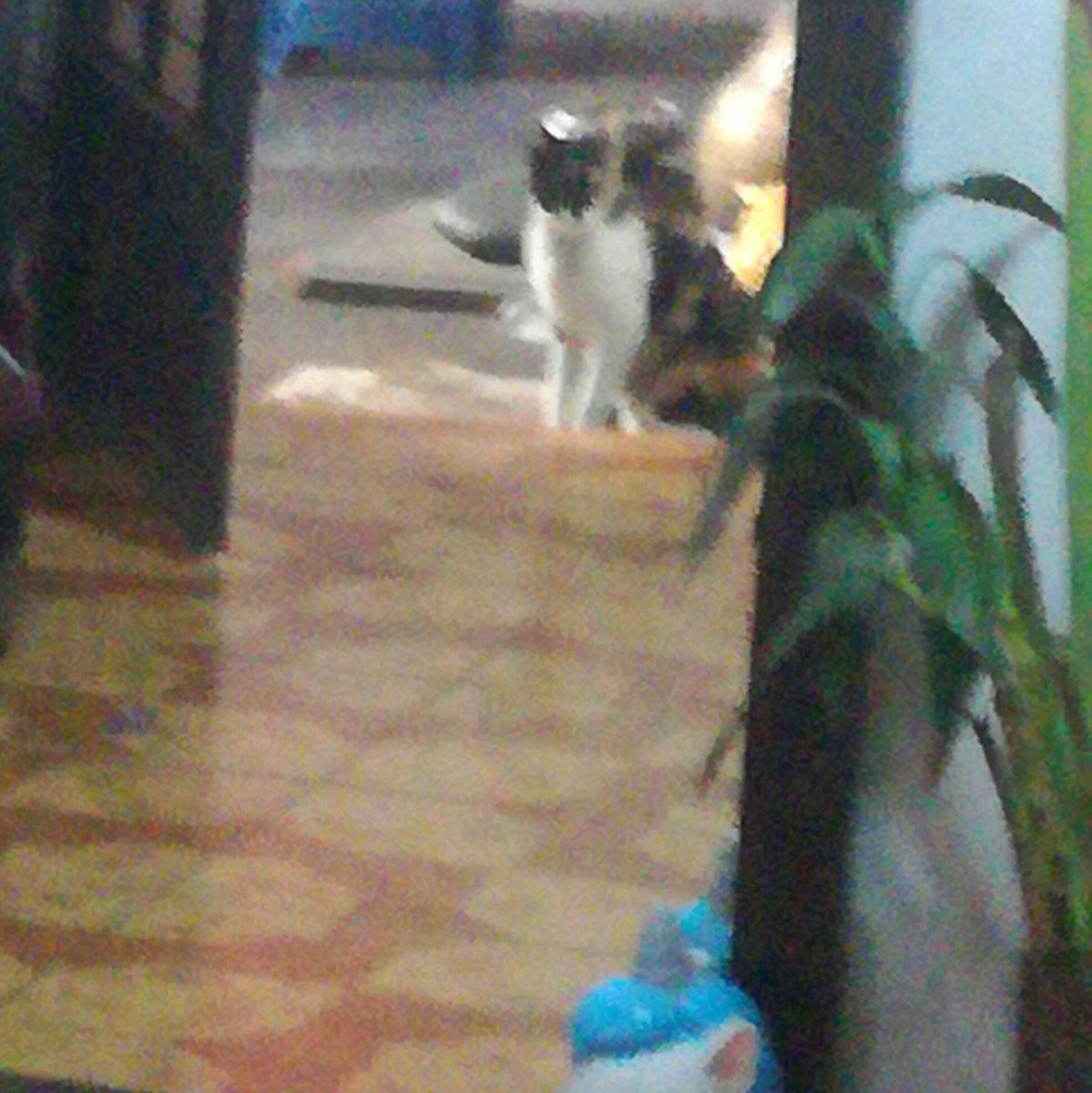diealib's tweet photo. Llegó un pulgoso a casa :3 https://t.co/bX18ilvPJI