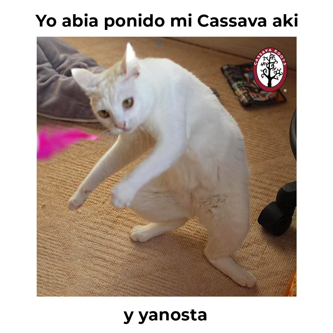 CassavaRoots's tweet photo. Yo no me estaba llevando, qué feo que sean así... 🥺 😭

#PruebaSerOriginal
#YoSoyRockster
#TapiocaTea https://t.co/BasCExfHcx