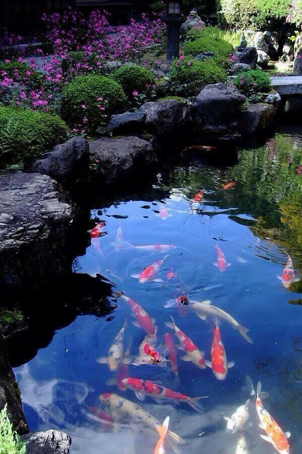 How is YOUR pond looking today? Our environmentally safe products can help you!     greatlakesbiosystems.com/collections/la…

#koipond #beautifulpond #pondhelp #safepondproducts