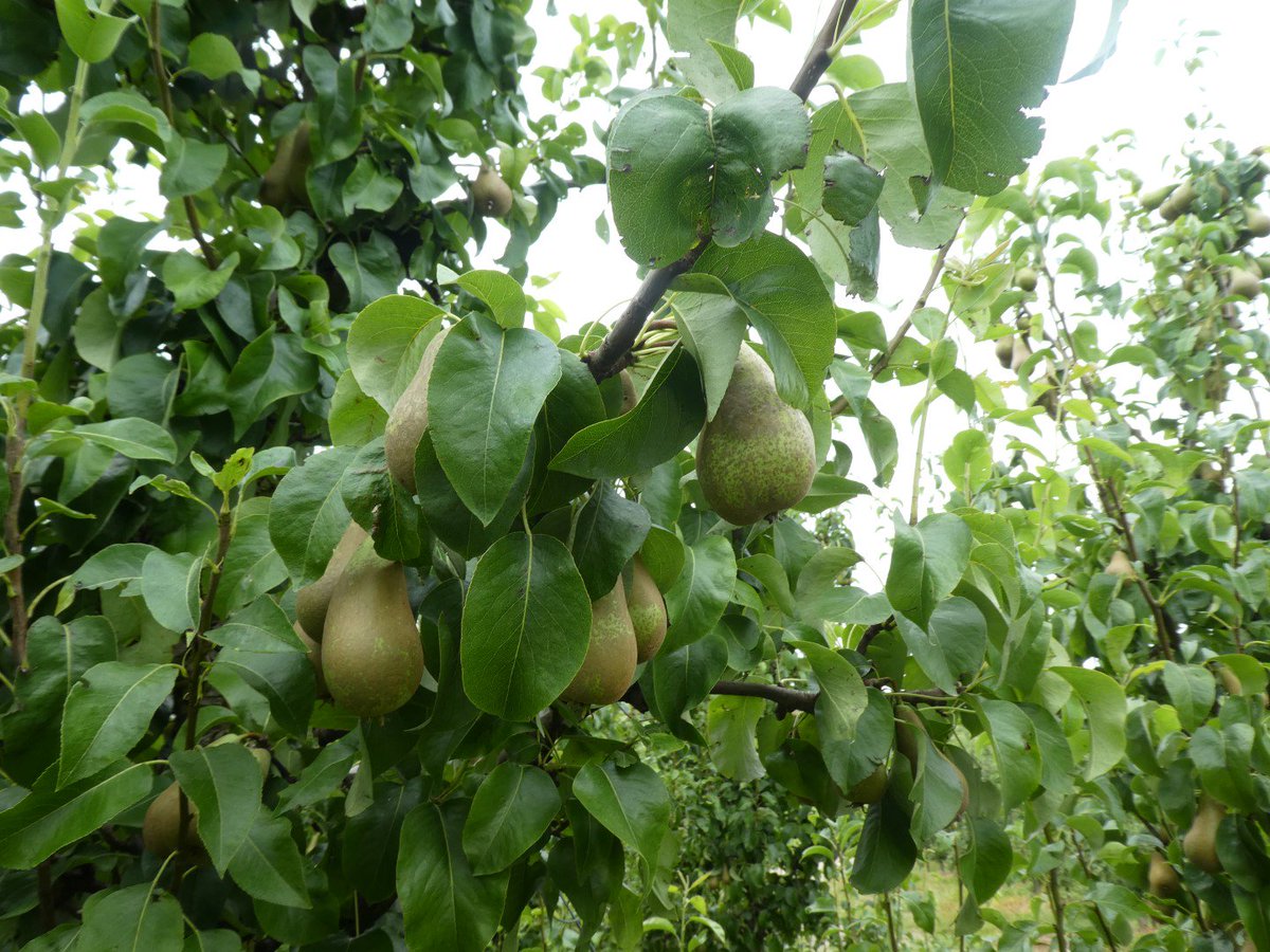 Prachtige Conferance peren bij een van de deelnemers van het Limburgse POP 3 project.  Deelnemers werken aan verbetering van het organische stof gehalte in de bodem en het bemesten op maat. Doel is om niet alleen dikke peren te oogsten, maar ook peren die houdbaar zijn.