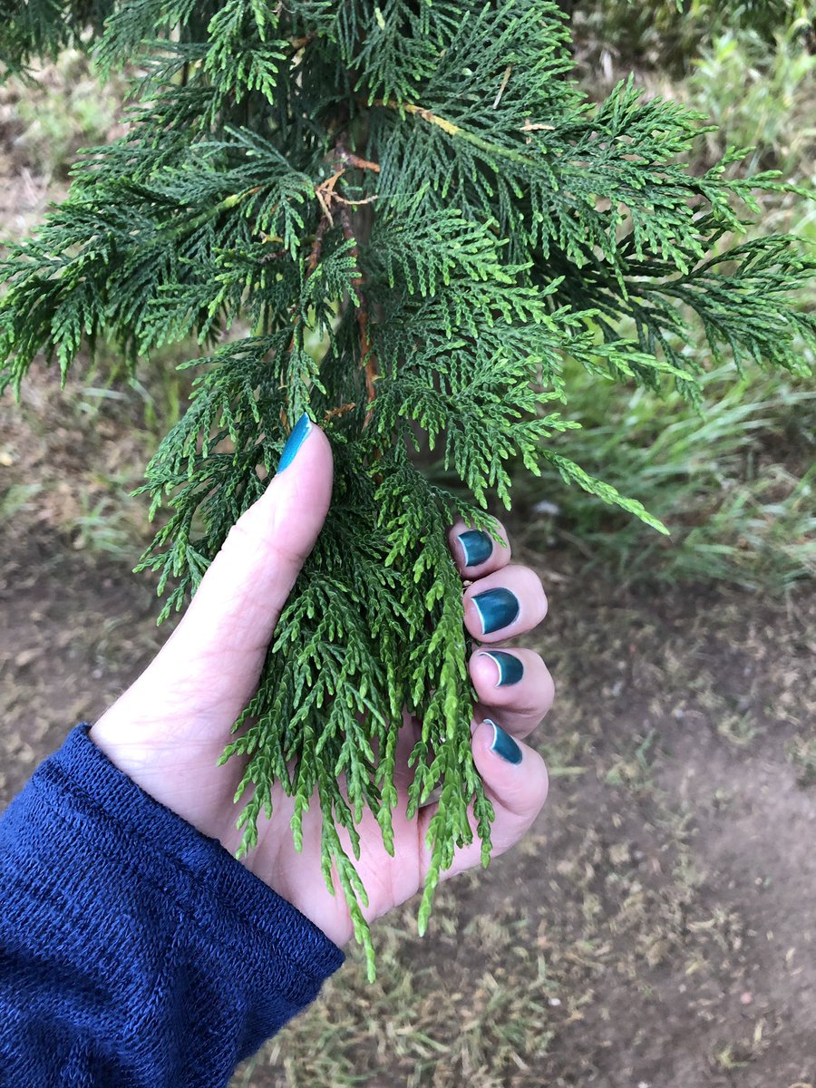 MissOtt's tweet photo. The smell of these tree transports me back to my childhood. Playing with friends, running along the vennels behind the houses 💭 #Olfactorymemory https://t.co/NIRQZAim5Q