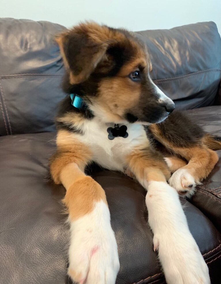 This is Willie. In his short life he’s already survived parvo and pneumonia. Now with a compromised immune system, he’s battling a neurological infection paralyzing his hind legs. He’s a strong little floof, and you can help him keep fighting below. 13/10

gofundme.com/f/help-free-wi…