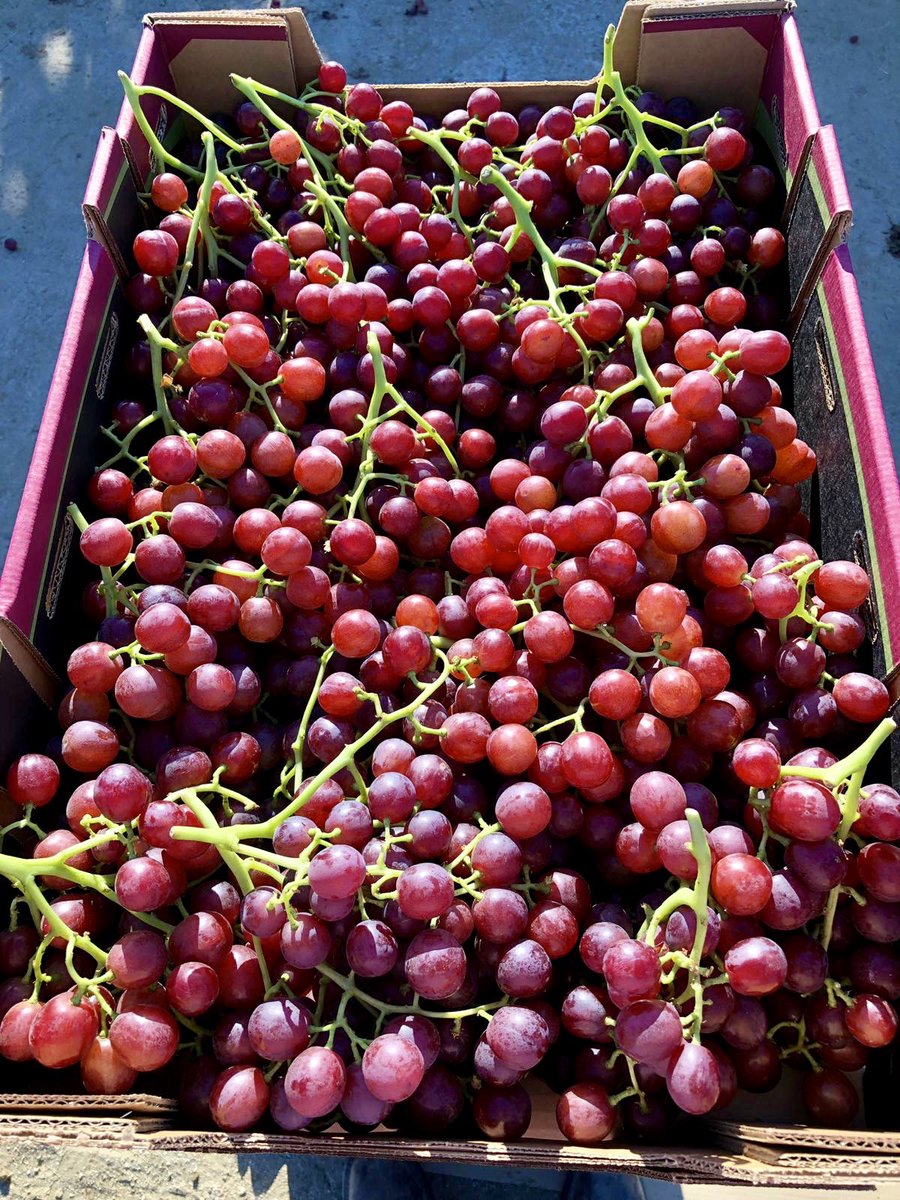 We continue to harvest our Flames 🔥 as one of our early season varieties.
Stay tuned as more vines continue to be ready for harvest!
.
.
.
#flames #grapes #freshproduce #harvest #daykahackett #redgrapes #healthysnacks #flavorgrown #tastethedifference #cagrown #californiagrapes