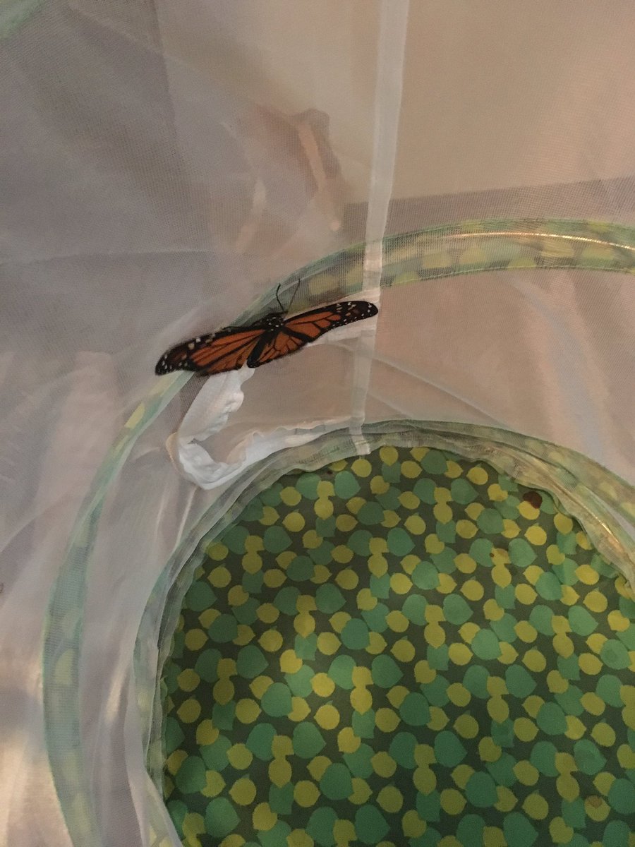 MonarchOfficial's tweet photo. Monarchs released the last couple of days. Total now up to 36🖤🧡🖤🧡 https://t.co/o3sbP2vsBq