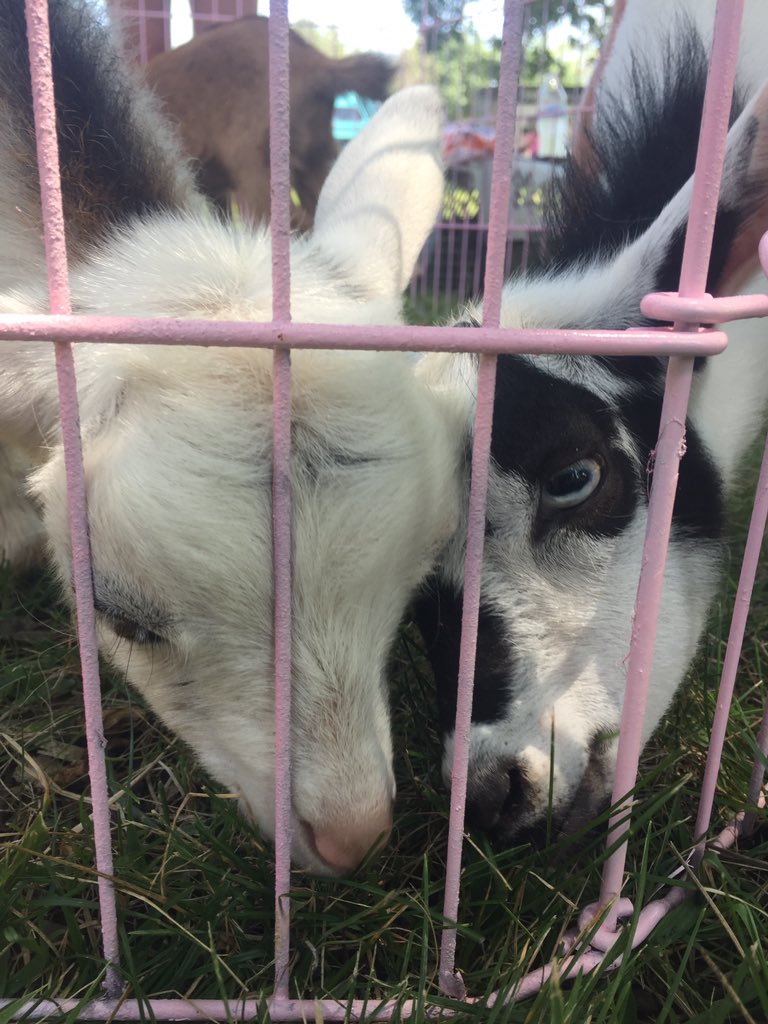 Goats at the library?!? Enjoying some summer reading festivities!   Trivia Question: What is a baby goat called?   Use some digital resources to find your answer! <a href="/WarrenES_BCPS/">Warren Elementary</a>
