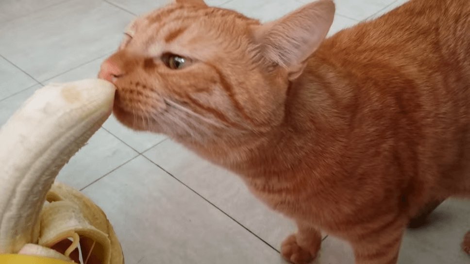 shinee as cats (@shineekittens) on Twitter photo 