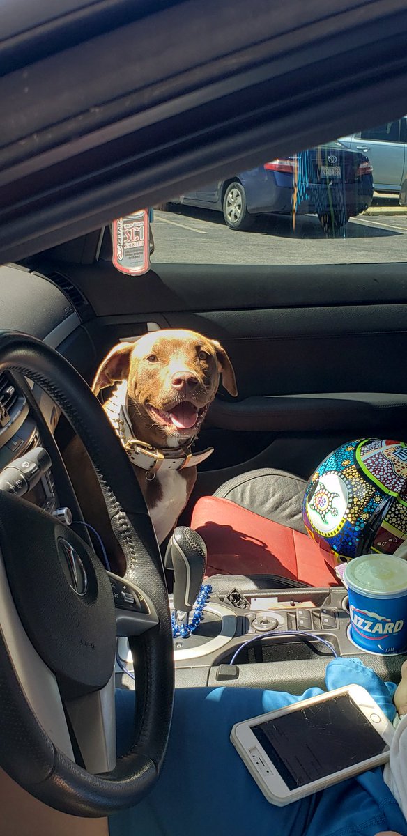 This is Nelly, shes going to be a year old in september, and her favorite thing is to tear up styrofoam. 12/10 supa cutie patootie.