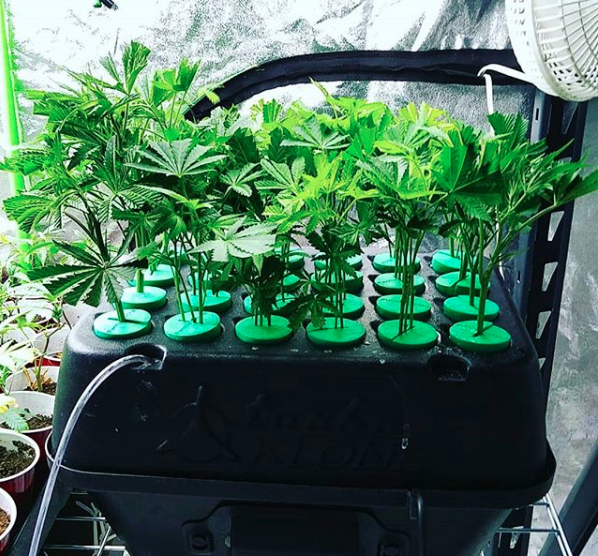 PermaClone's tweet photo. Posted by @mainelygreenery on Instagram:
#clones of #cannabis
28 #blissfulwizard &
28 #captainscake
#clonex #permaclone #turboklone #hortilux #powerveg
#weed #weedporn #cannabiscommunity #marijuana #highsociety #weedstagram #highlife #hightimes #high #medicalmarijuana #ganja https://t.co/7qaBkcxNVm