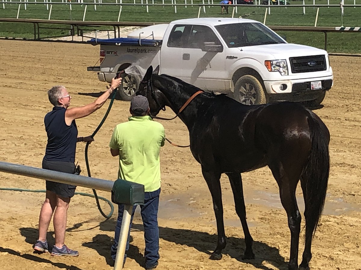mdhorsemen's tweet photo. Double for @FLynchJockey as he guides 4YO Galileo filly Decorating to victory in 1 1/8M MSW on grass @LaurelPark for @Craig_Bernick Glen Hill Farm and @TProctorRacing ... Celestial Dream nice 2nd on stretch-out in 2nd start for @jerryodwyer1 https://t.co/RIYfttsZju