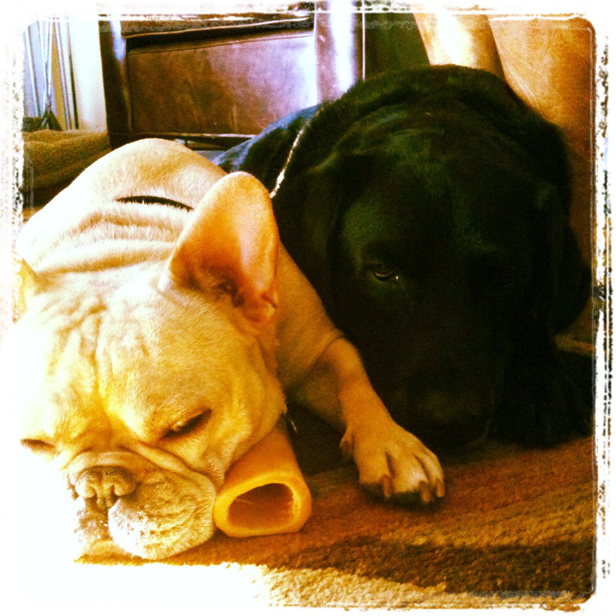 Batpig and Teddy lounging 