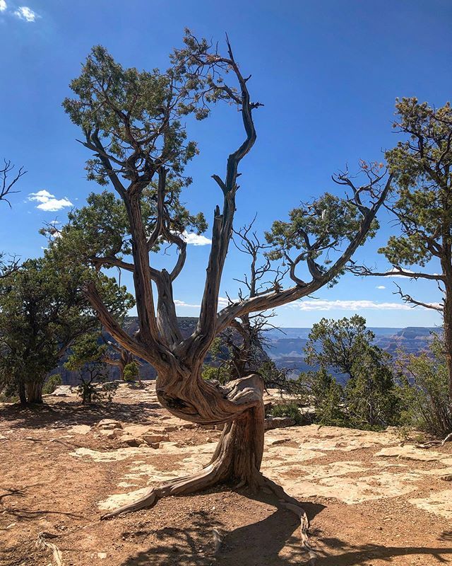 WalidEKhoury's tweet photo. Twisted Tree 🌳
#tree #trunc #branches #nature #strange https://t.co/HR93Tsruvn https://t.co/jKpRZtXeXg