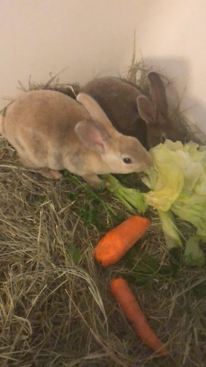 alanabcardenas's tweet photo. Two boys added to the farm. #namehelp Clayton and Cardenas? Clayton and Gilly? Clay and Angel? https://t.co/eLQUAQgwpO