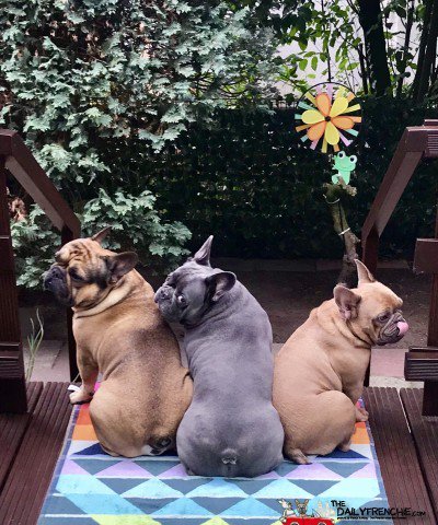 DailyFrenchie's tweet image. Wollen wir Sie durch lassen ?  - bit.ly/2Y8CGGB - #frenchie #bulldog #frenchbulldog #frenchbo #puppylove