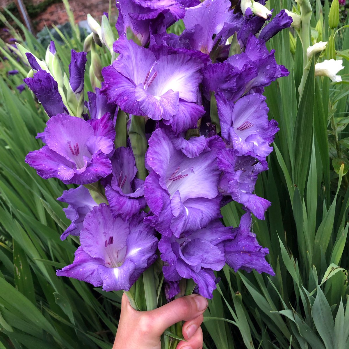 Does anyone find the gladioli as spectacular as I do? The purple ones in my garden are always the first to bloom. Wishing you a lovely weekend!
#gladiolus #gladiola #gladioli #flowers #cuttingflowers #spectacular #purple #rainyday #goodforthegarden #happyweekend