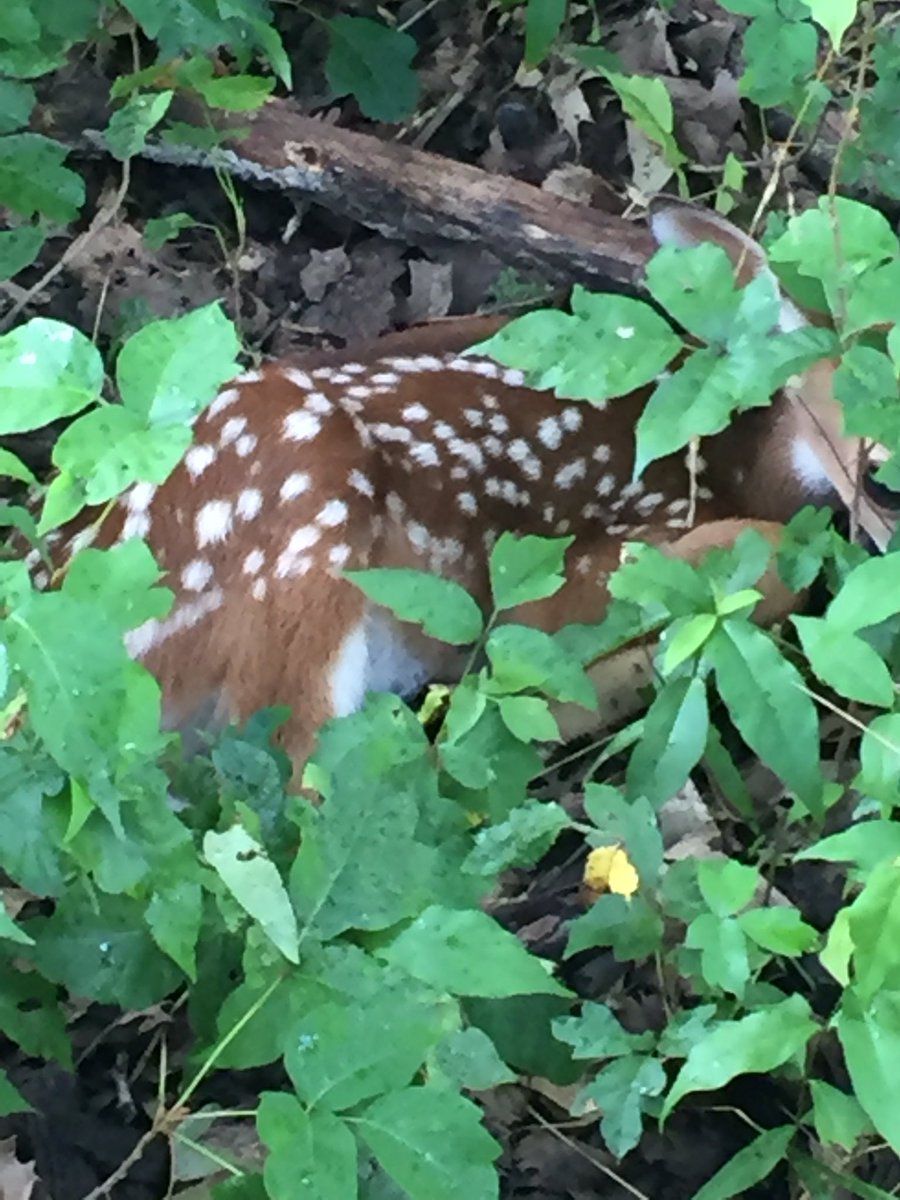 KudzuRebel's tweet photo. New born! #encountercreation @eddierester @ouumc https://t.co/gKAGCFjyeE