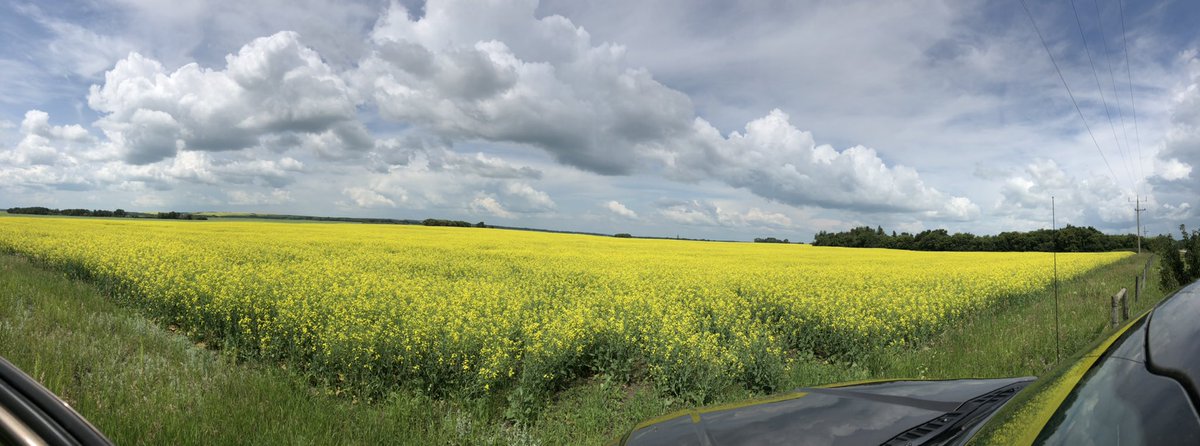 KarlOesch's tweet photo. It’s really hard to pick a favourite with #InVigor canola hybrids, I guess it’s kinda like Mother’s and children 😂 look at this beauty field of #L234PC! #early #clubroot #podshatterreduction #herbicideresistancemanagement @BASFAgSolutions https://t.co/pTNPO6u7PV