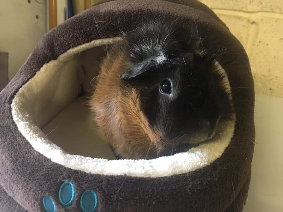 bristolrabbitre's tweet photo. Oh Truffle you are so adorable ๐นโค๏ธ #cute #piggy #adoptdontshop #truffleneedsawifepig #brraf #littlelivesmatter https://t.co/skcZTHAnLb