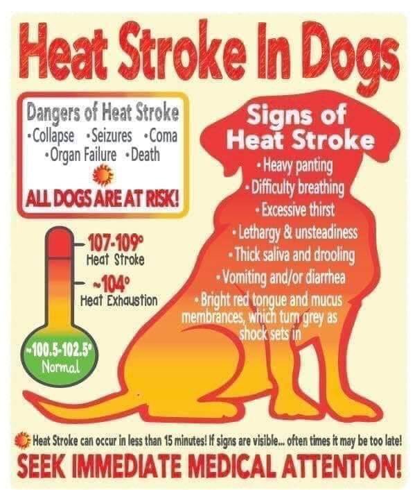 PrincessAvaBiso's tweet photo. People, people, people… It’s too hot outside for pets. Please,PLEASE leave them in a home where there safe and cool!
#PrincessAvaBisou #puppymillsurvivor #PrisonertoPrincess #itsreallyhot #heatstroke #dogsofinstagram #dogsoftwitter https://t.co/mWH0T24o9p
