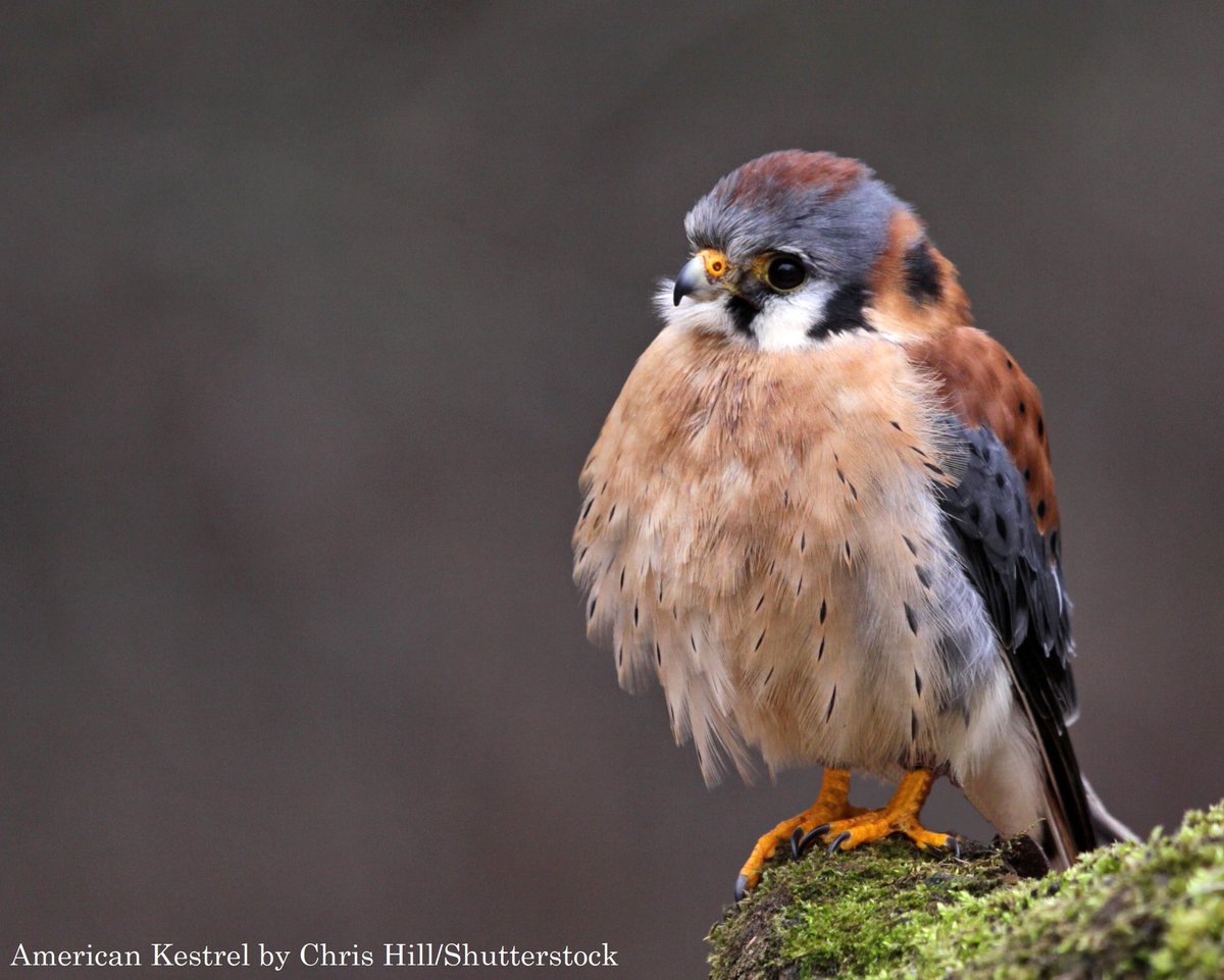 AppMountainsJV's tweet photo. 📣 It’s Feathered Friends Friday  here at Appalachian Mountains Joint Venture #AMJV!  

Today, we’re focusing on the American Kestrel. To learn more, check out: 
https://t.co/Upumlpfjfn
https://t.co/fFucpoynlc
https://t.co/0Bnj1ZXidK https://t.co/tzkNXUqvmi