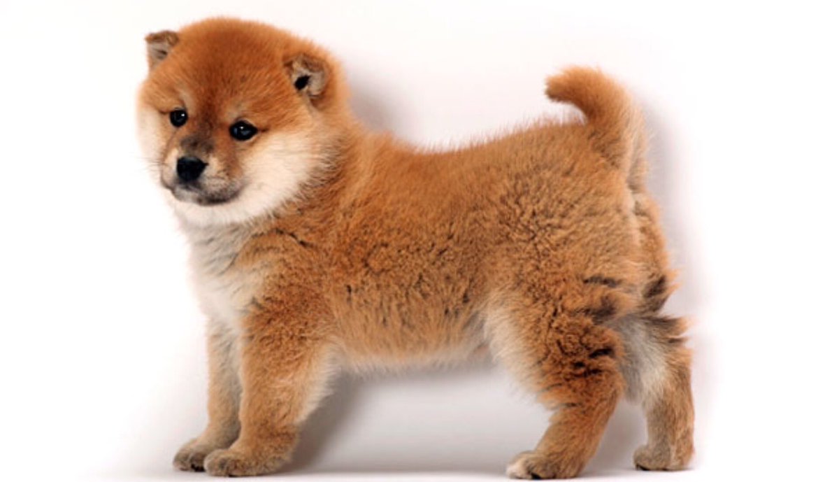 ouaislala2's tweet photo. Retweet to pet this shiba! #dog #cat #meme #brownskingirl #HappyBirthdayJaredPadalecki #QueerEye4 #LionKing2019 #1M4ME #AvengersEndgame #CookieSimulator https://t.co/PUlGuTjJ6R
