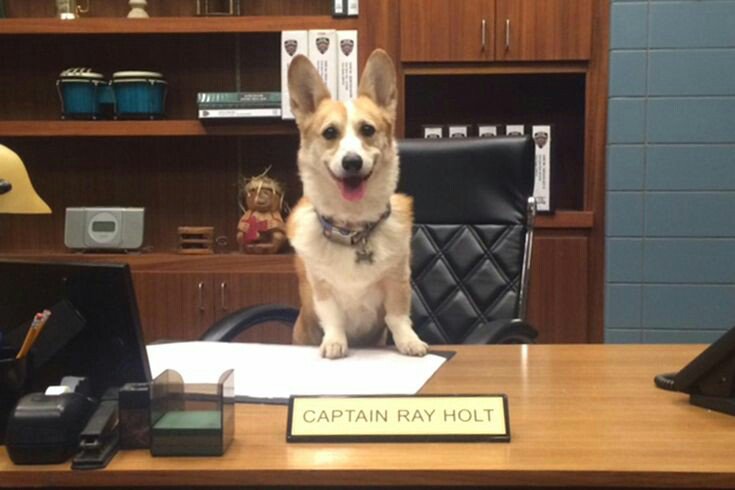 unyellowable's tweet photo. miss you buddy🐾
#cheddarforever https://t.co/mCCT9hXOmH