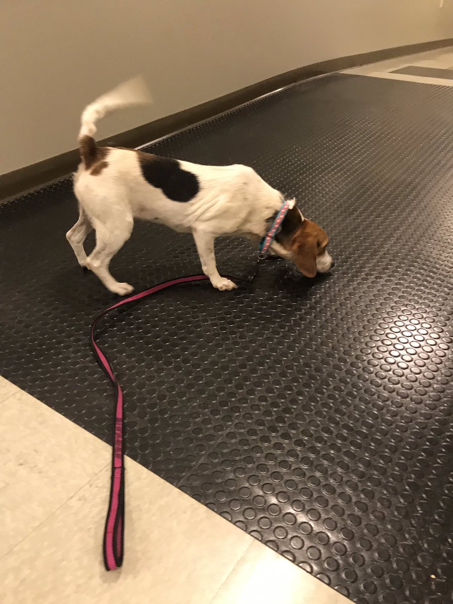 RPDLtAnthony's tweet photo. I was able to convince @RPDCaptDan that we should get a foster dog from @RACC_Shelter. Say hello to the newest addition to @RichmondPolice, Queenie! 🐶 🚔 https://t.co/C1cQ87oHVG