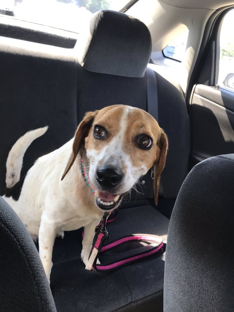 RPDLtAnthony's tweet photo. I was able to convince @RPDCaptDan that we should get a foster dog from @RACC_Shelter. Say hello to the newest addition to @RichmondPolice, Queenie! 🐶 🚔 https://t.co/C1cQ87oHVG