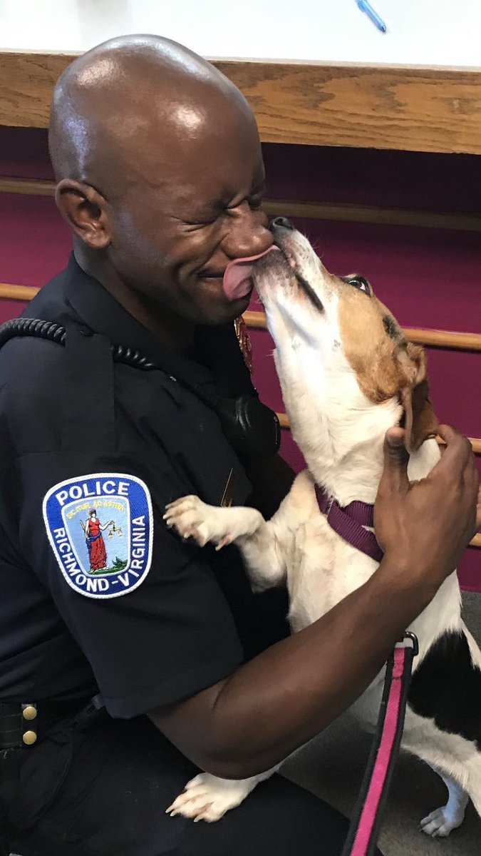 RPDLtAnthony's tweet photo. I was able to convince @RPDCaptDan that we should get a foster dog from @RACC_Shelter. Say hello to the newest addition to @RichmondPolice, Queenie! 🐶 🚔 https://t.co/C1cQ87oHVG