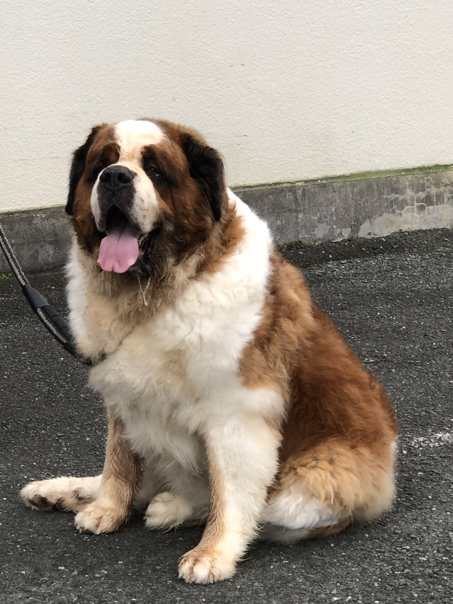 セントバーナード犬 Twitter Search Twitter