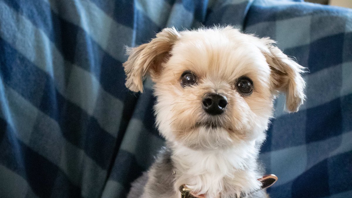 ThreadEx's tweet image. Having a ruff time finding the bedding you're looking for? I got you. Head on over to threadex.com and you'll find sophisticated linens inspired by menswear.
