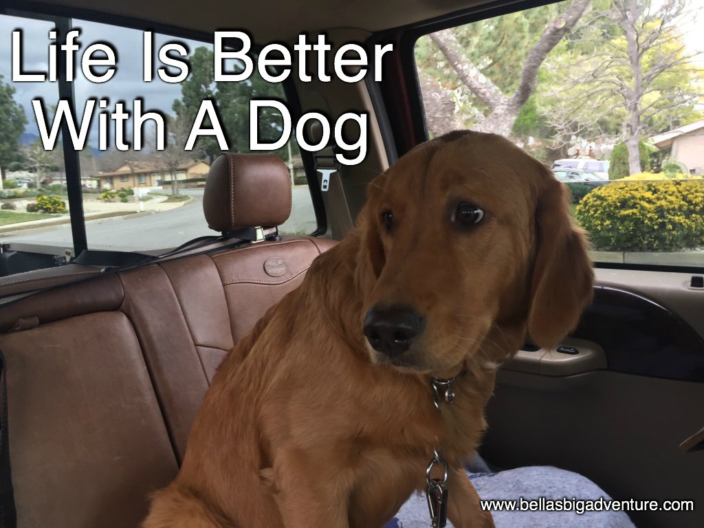 Retweet if you agree!

#dog #dogs #dogsarelove
