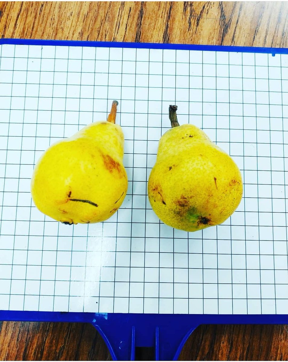 MaestraMaiz's tweet photo. Coordinate "Pears" #mathematicspuns #mathlaugh #lol #coordinatepairs #xy #coordinateplane #fruitful https://t.co/D4fcWqqYtJ
