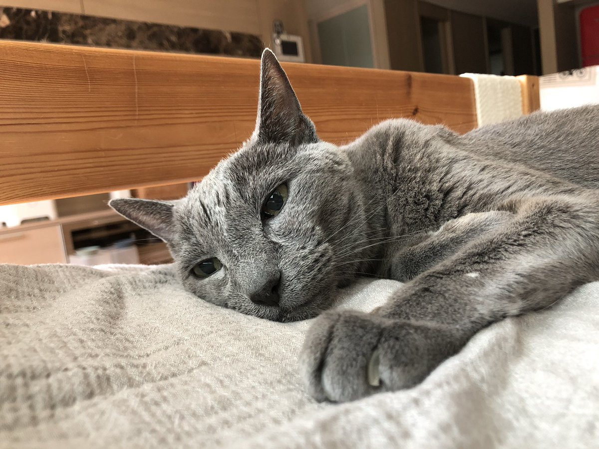 입맛 까다로워지신 분. 집에 레날 사료만 일곱 종류 구비