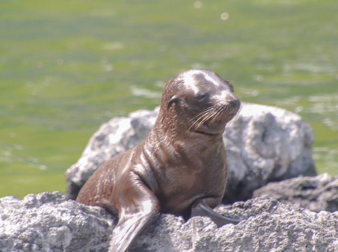 カルフォルニアアシカのtwitterイラスト検索結果