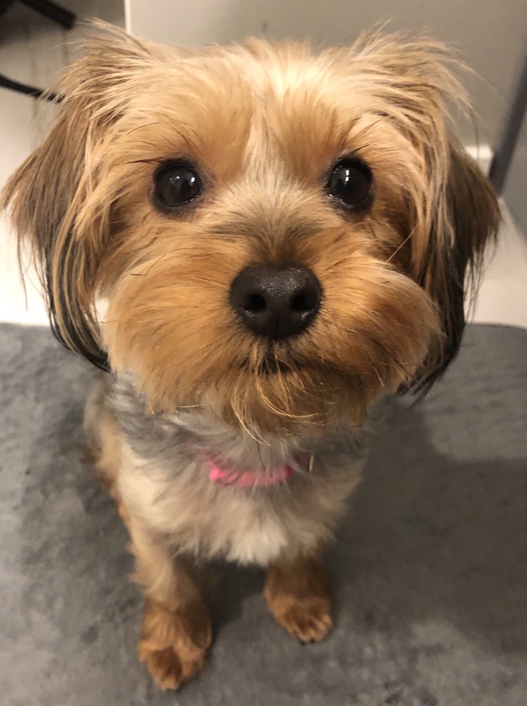 shansaiz's tweet photo. @dog_feelings https://t.co/R6RrCkU2Yy