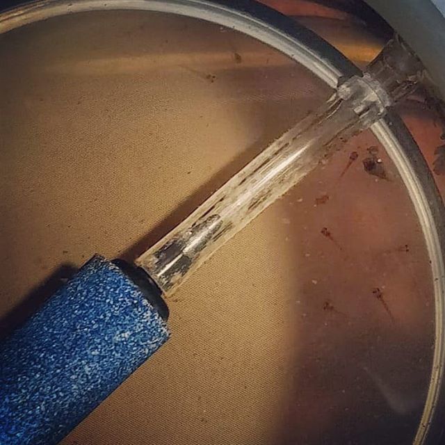 OVAS_CA's tweet image. So many Habrosus Cory fry now , so exciting! #ottawavalleyaquariumsociety #OVAS #fishkeeping #aquariums #habrosuscoryadoras ift.tt/2M0VNvJ