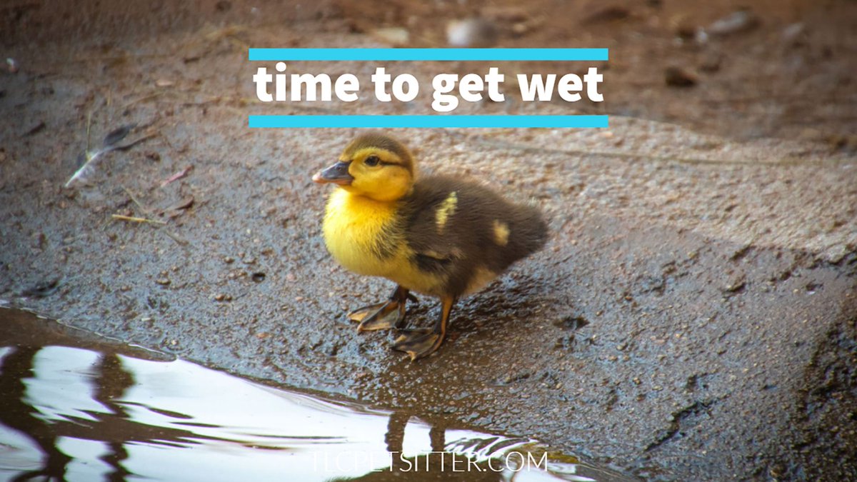 TLCpetsitter's tweet photo. Best way to spend a hot day for this guy is in the pond
#tempeaz #duckling #petsofaz #quack #scottsdale https://t.co/QN93qQLS4w