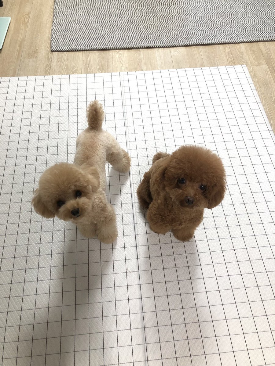 doremi_forever's tweet photo. 태풍 와서 못 나간다고 어떻게 설명하지 https://t.co/U90moVYGDZ